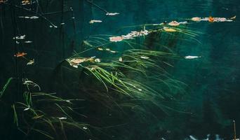Close up grass growing in creek water concept photo