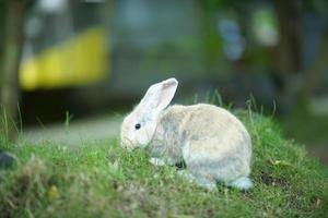 a domestic rabbit Oryctolagus cuniculus domesticus has three colors white, gray and brown, playing in the green grass. photo