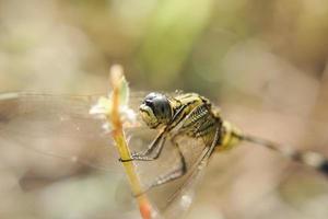 macro photography of a dragonfly perched on a branch photo