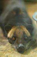 a civet weasel is ducking to invite to play. photo