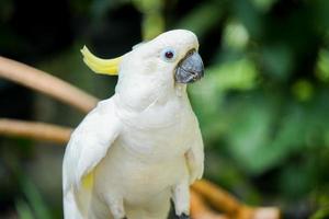 Picture closeup of a yellow crested cockatoo is perched , looking at the camera. bird, animal photo