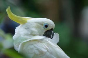 imagen de primer plano de una cabeza de cacatúa de cresta amarilla, mirando a la cámara, pájaro, animal foto