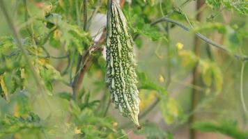 calabaza amarga o corola verdura sana cruda colgando del árbol del jardín con el fondo borroso video