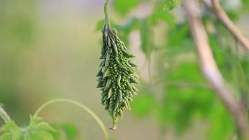 courge amère ou corolle légume cru sain suspendu à l'arbre du jardin avec l'arrière-plan flou video