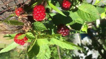 braam fruit is vruchtbaar in mijn tuin, een foto genomen Aan een zonnig winter dag. video