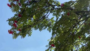 beautiful high tree with green leaves and red berries in 4k video