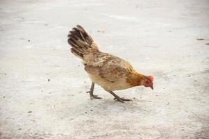 vida animal de gallina o pollo foto