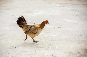 vida animal de gallina o pollo foto