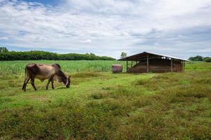 A cow is eating grass in the meadow. photo