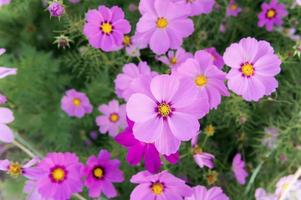 flores cosmos en el campo que florece en el día en el jardín de la naturaleza foto