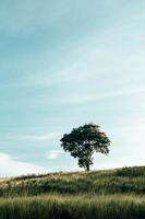 un árbol en una colina, antiguo, con el cielo de fondo. foto