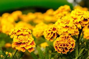 Marigold flowers in the garden on summer , yellow flowers ,beautiful flowers on summer in the nice day herb flowers photo