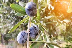 Landscape Harvest ready extra virgin olive oil. Black Olives hanging from a tree with sun glare. Close-up. photo