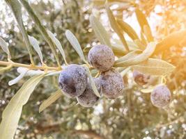 Landscape Harvest ready extra virgin olive oil. Black Olives hanging from a tree with sun glare. Close-up. photo