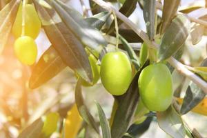 paisaje aceite de oliva virgen extra listo para la cosecha. aceitunas negras colgando de un árbol con resplandor solar. de cerca foto