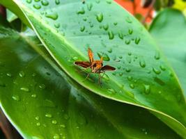 Potanthus flavus is a kind of butterfly that belongs to the order Lepidoptera Lepidoptera Heserichoideae Heseriidae. photo