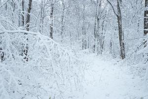 bosque después de la primera nevada. foto