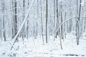 fondo de troncos de árboles cubiertos de nieve. foto