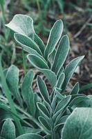 Leaves of the plant Lambs Ears. photo