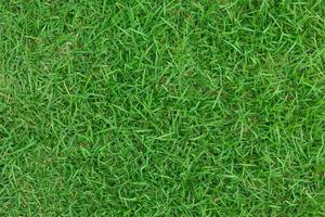 Top view of Green grass texture background photo