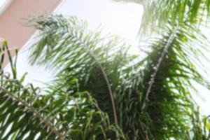 Blurry closeup of green palm leaves near building wall. photo