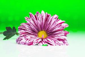 Closeup of beautiful chrysanthemum flower photo