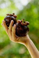 Female hand with fresh and ripe mangosteens photo