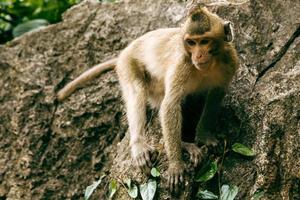 Adult macaque monkey standing on rock in tropical forest. photo