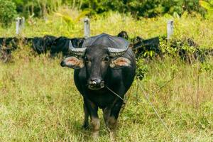 Calm black short-haired bull grazing on pasture. photo