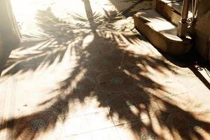 Palm tree shadow cast on a sidewalk photo