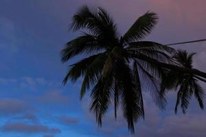 Closeup shot of a palm tree on a cloudy twilight sky background. photo