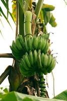 Closeup of unripe banana fruits on tree in tropical forest. photo