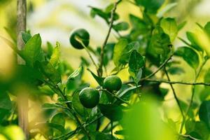 Ripe green lime on the small evergreen tree photo