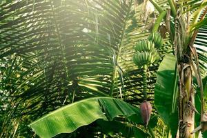 Lush banana tree leaves and fruits in tropical forest. photo