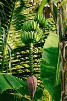 Lush banana tree leaves and fruits in tropical forest. photo