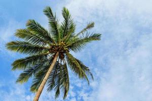 Green coconut palm tree and beautiful sky with clouds photo