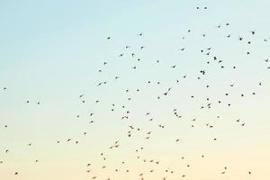 Silhouettes of birds in the sky photo