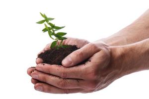 Male hands with a green sprout photo