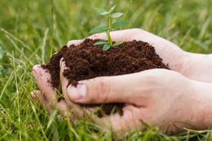 Male hands with a green sprout photo