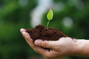 Male hand with a green sprout photo