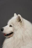 Close up portrait of beautiful Samoyed dog with white fur photo