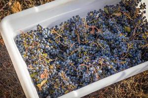 Grape bushels in crates during vineyard harvest. photo
