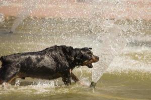 Happy Rottweiler Playing in the Water Fountain photo