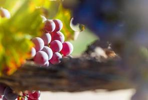 Lush Wine Grapes Clusters Hanging On The Vine photo