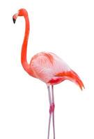 Beautiful Flamingo Isolated on White Background. photo