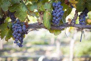 Lush, Ripe Wine Grapes on the Vine photo