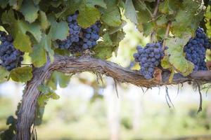 Lush, Ripe Wine Grapes on the Vine photo