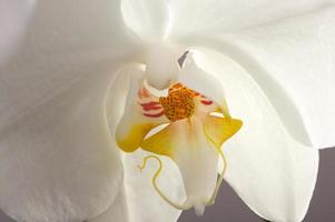 macro orquídea flor flor foto