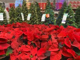 Poinsettia Plants and Decorated Christmas Tree On Sale In Store photo