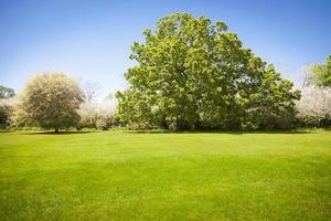 hermoso campo de hierba verde con árboles florecientes foto